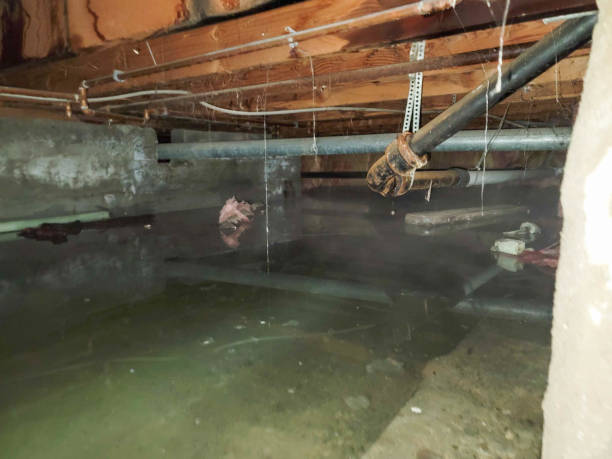 Best Mold removal after water damage  in Rock Hill, MO