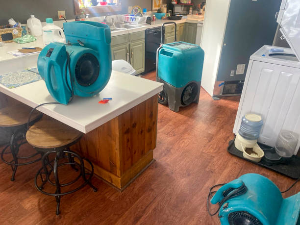 Best Mold removal after water damage  in Rock Hill, MO