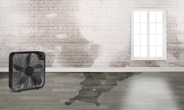 Best Water damage restoration cost  in Rock Hill, MO